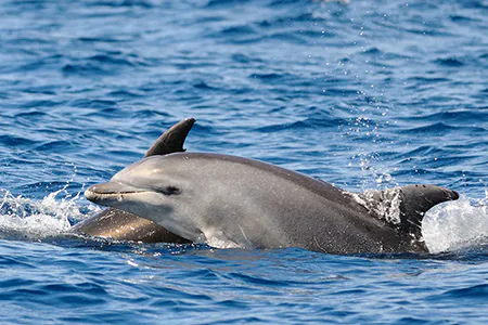 Noleggio Barche Poreč